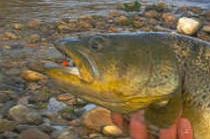 Re: Pesca una trucha de cinco Kg.